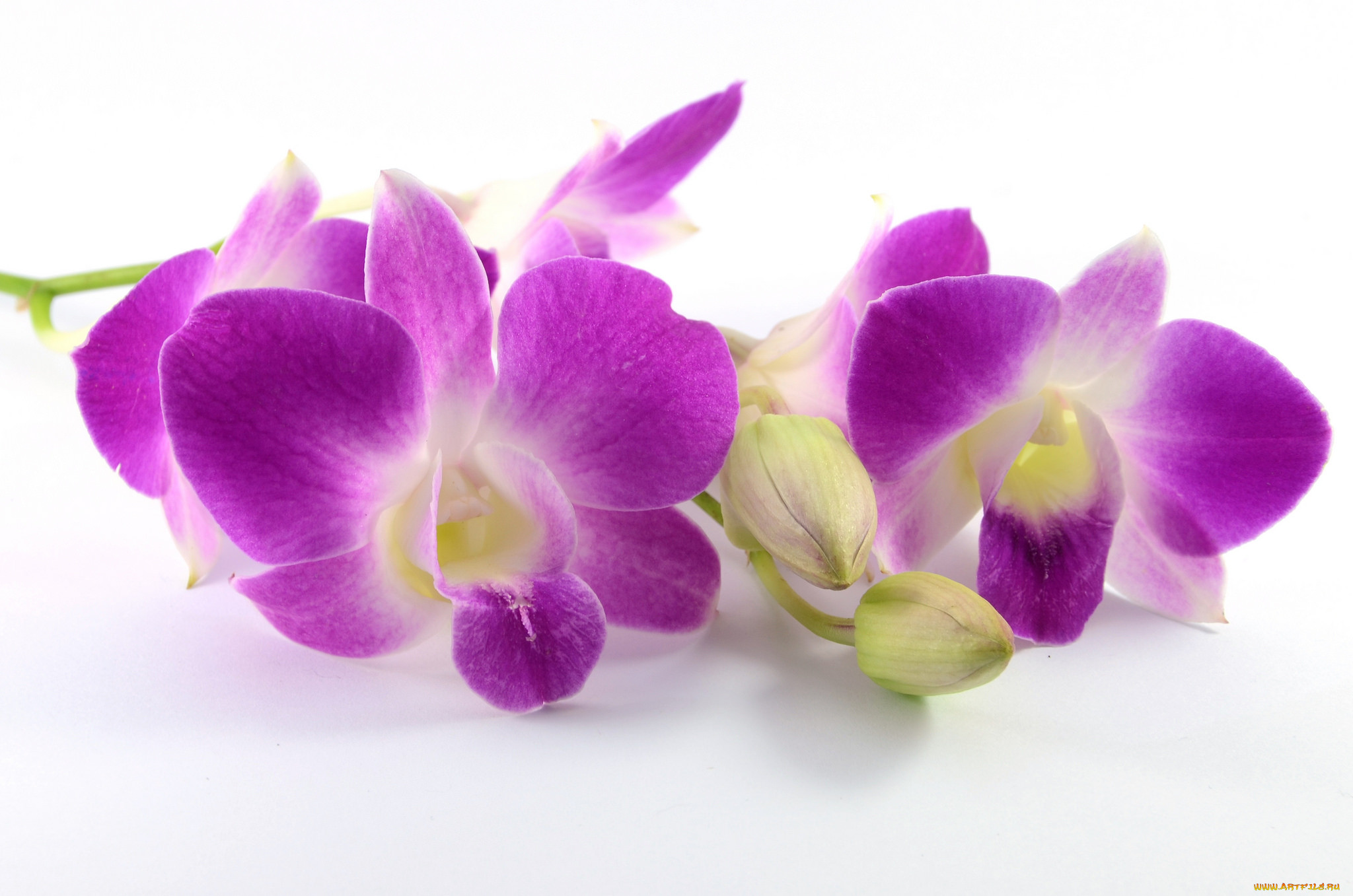 Фиолетовая Орхидея на белом фоне